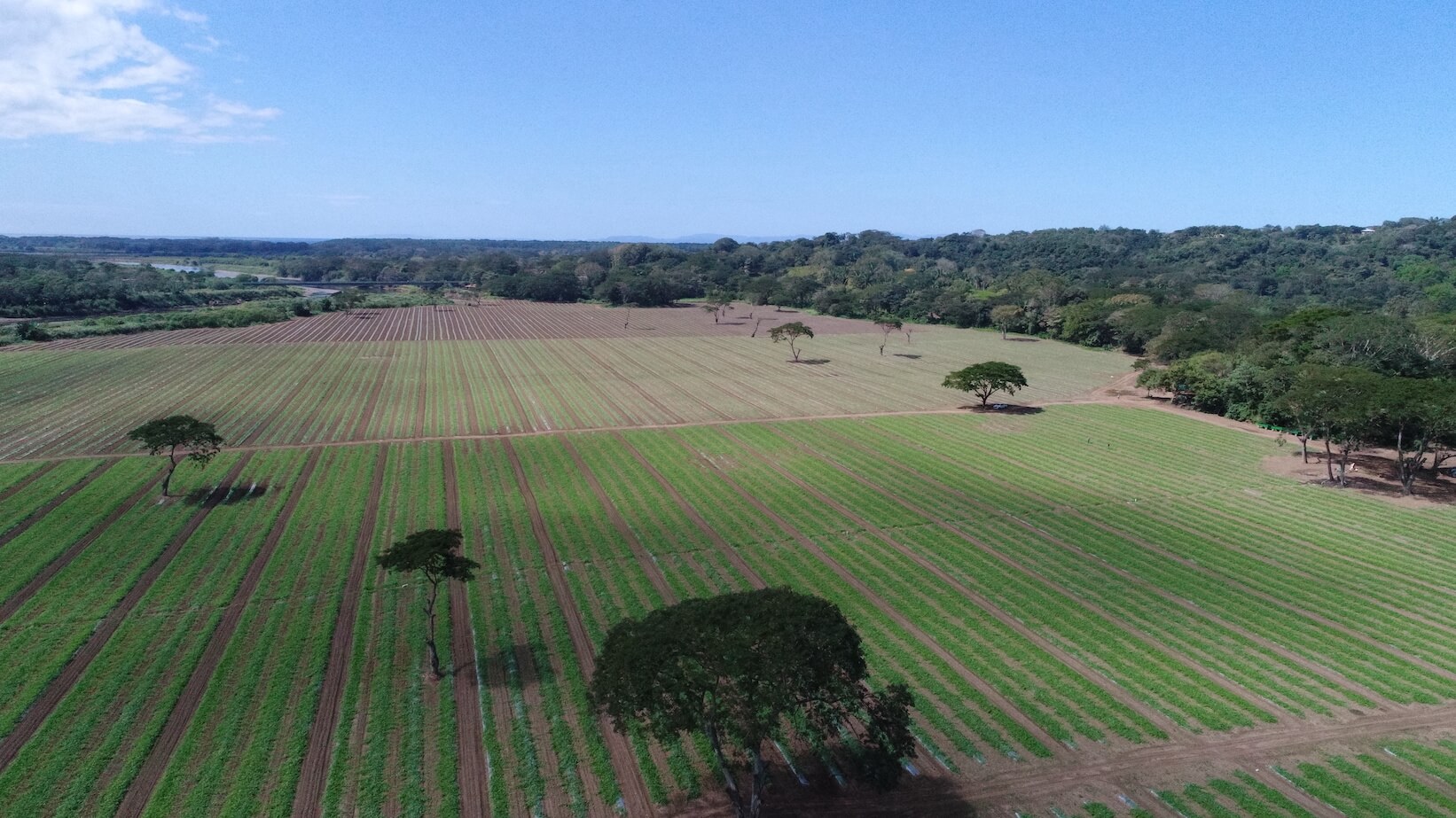 Imagen aérea de campo agrícola mostrando la aplicación de microorganismos benéficos