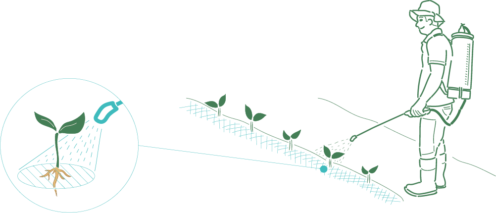 Comparativa de cultivo