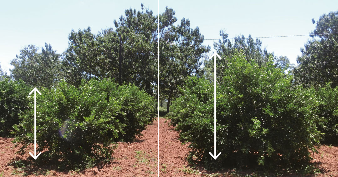 Comparativa de cultivo