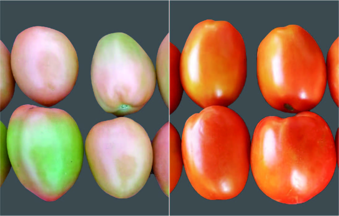 Comparativa de cultivo