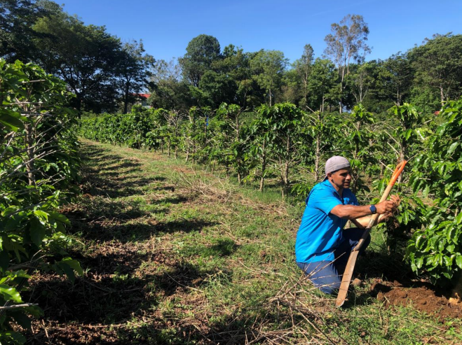 Cultivo tratado con Biodyne