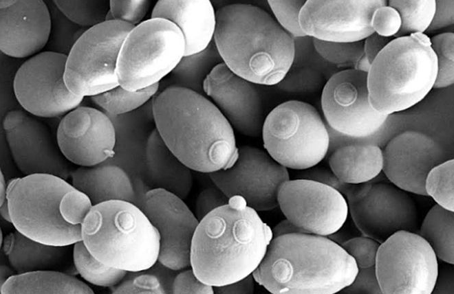Imagen Sacharomyses Imagen Sacharomyses